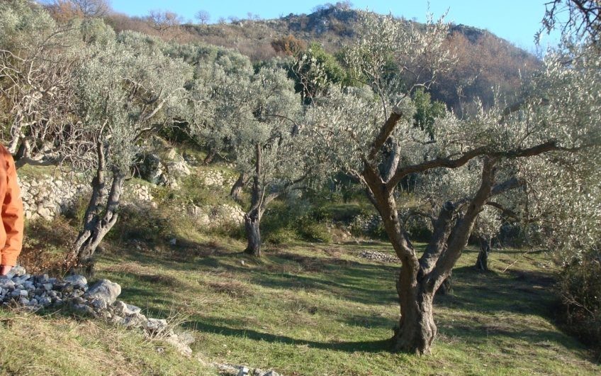 Земельный участок — маслиняк — в Баре