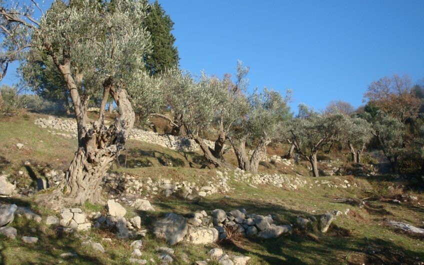 Земельный участок — маслиняк — в Баре